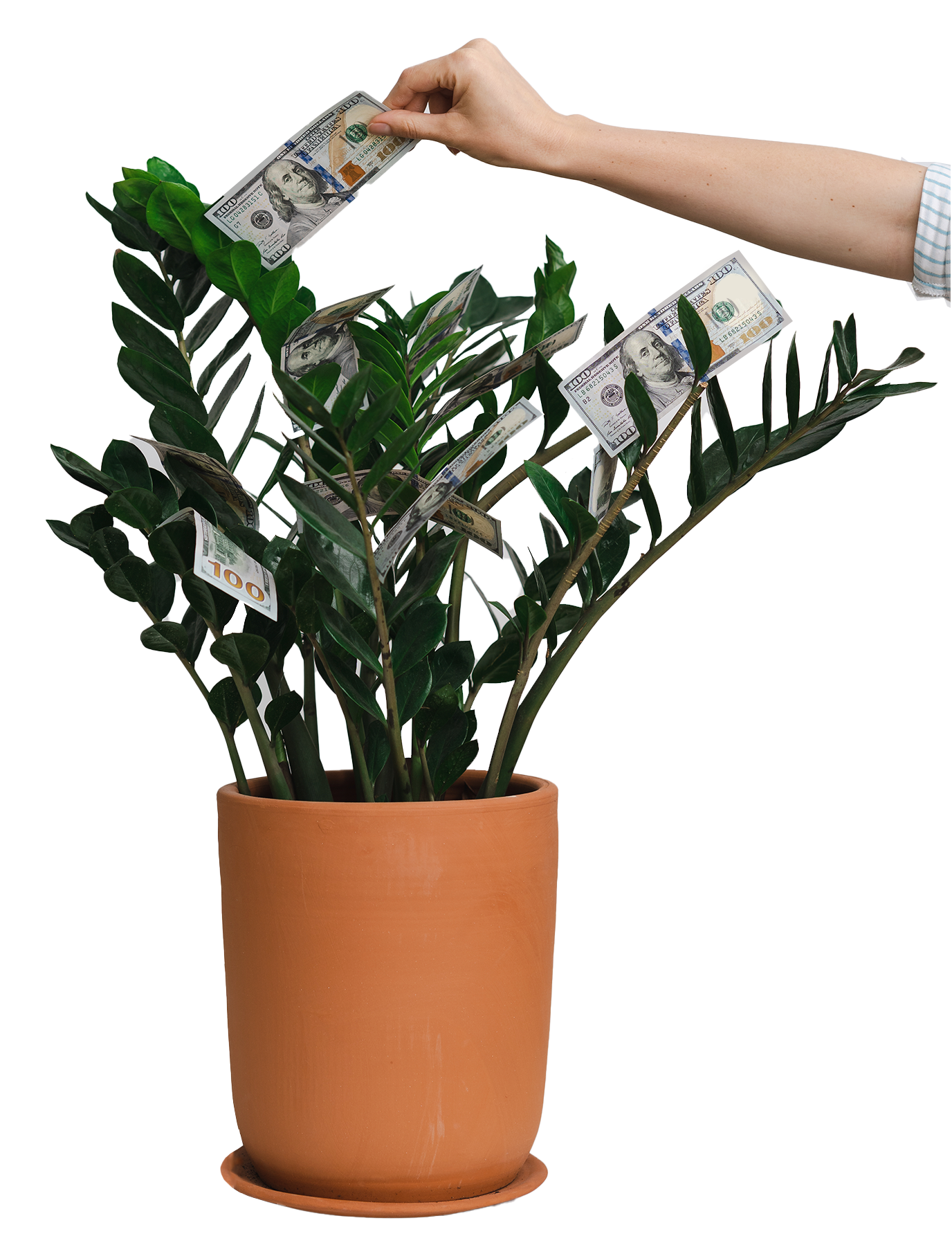 moneytree